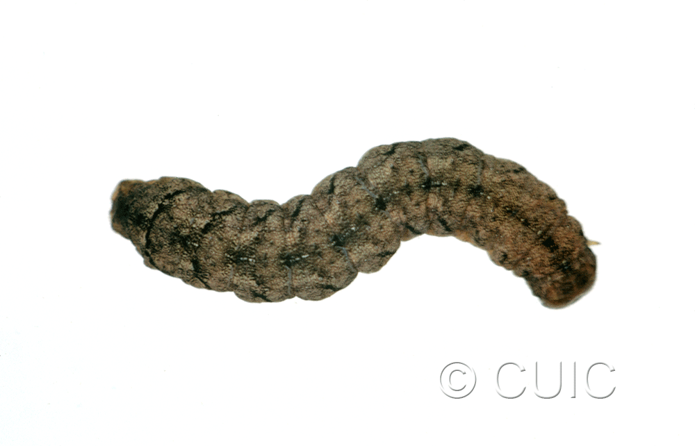 dorsal view of larva Polia or Lacinipolia