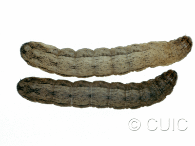 dorsal view of larva Polia or Lacinipolia