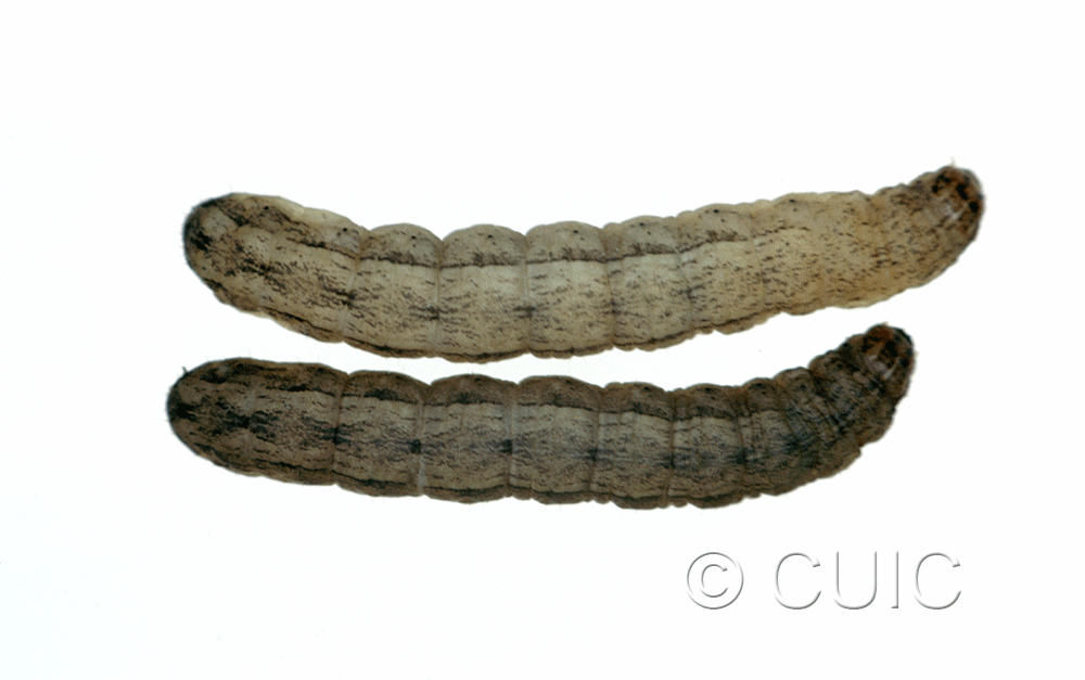 dorsal view of larva Polia or Lacinipolia
