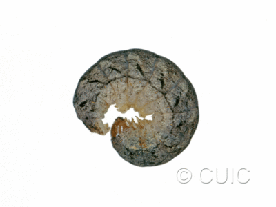 lateral view of larva Polia or Lacinipolia