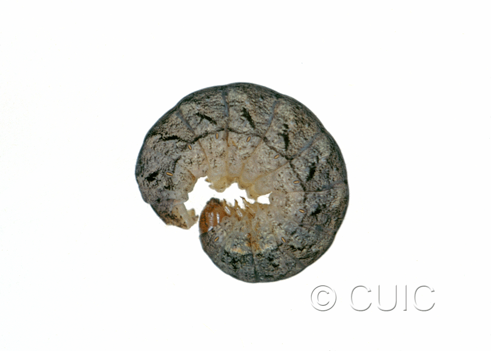 lateral view of larva Polia or Lacinipolia