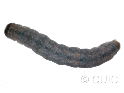 dorsal view of larva Polia purpurissata on Alnus in USA: MT