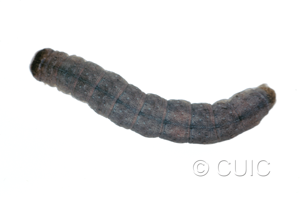 dorsal view of larva Polia purpurissata on Alnus in USA: MT
