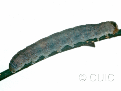 lateral view of larva Polia purpurissata on Alnus in USA: MT