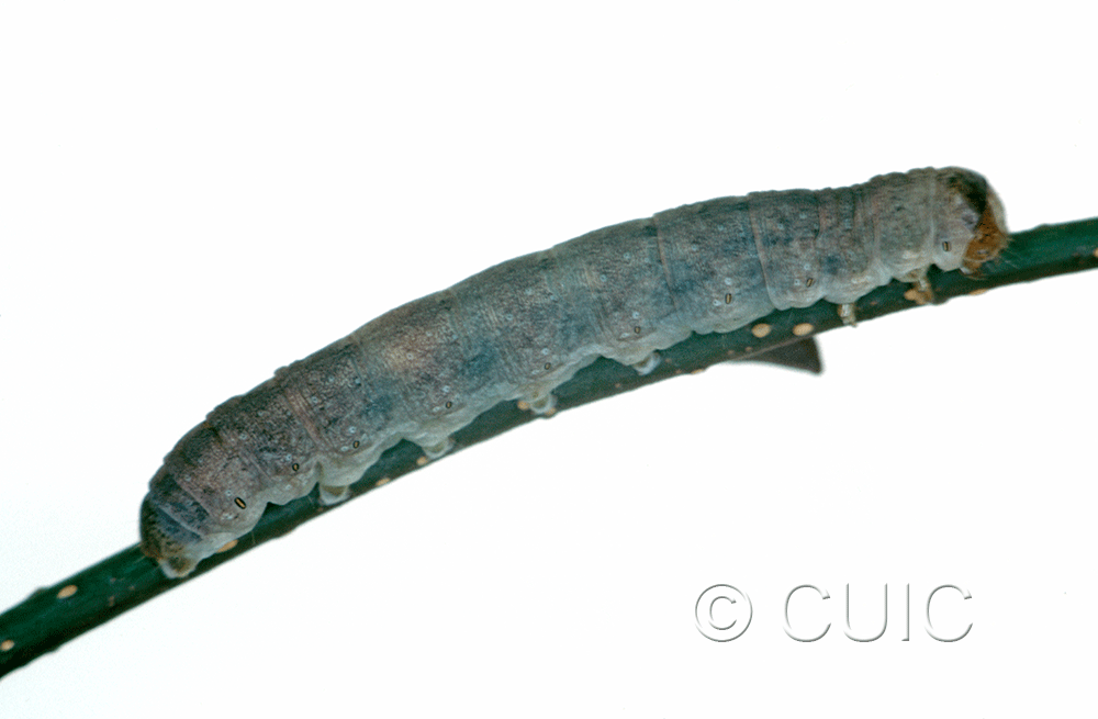 lateral view of larva Polia purpurissata on Alnus in USA: MT