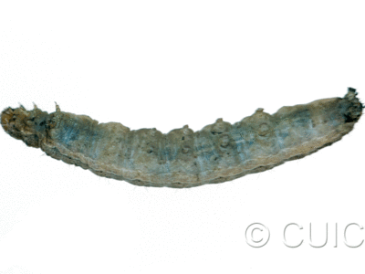 ventral view of larva Polia purpurissata on Alnus in USA: MT