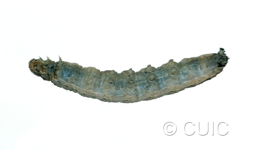 ventral view of larva Polia purpurissata on Alnus in USA: MT