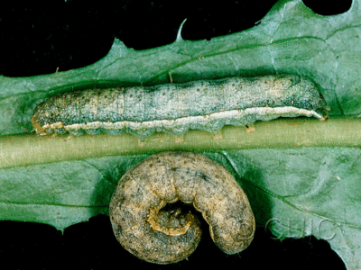 dorsal / lateral view of larva Lacanobia subjuncta