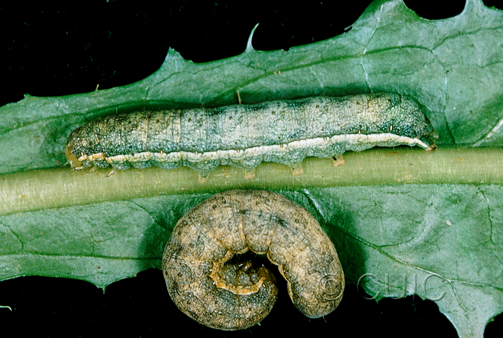 dorsal / lateral view of larva Lacanobia subjuncta