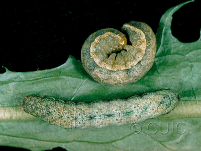 dorsal / lateral view of larva Lacanobia subjuncta