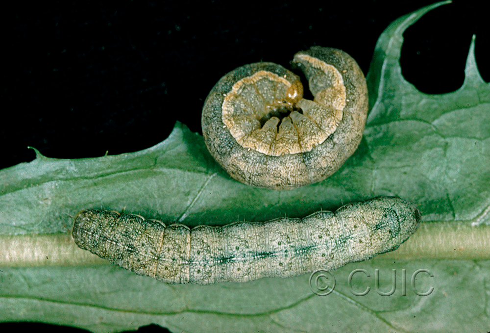 dorsal / lateral view of larva Lacanobia subjuncta