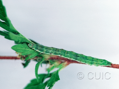 dorsal view of larva Ponometia candefacta on Ambrosia in USA: NY