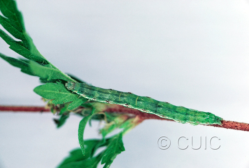 dorsal view of larva Ponometia candefacta on Ambrosia in USA: NY