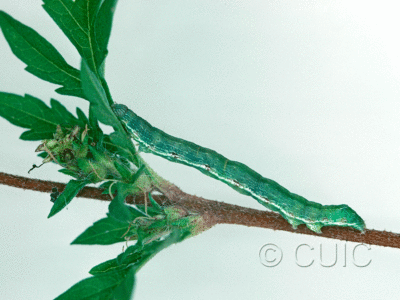 lateral view of larva Ponometia candefacta on Ambrosia in USA: NY