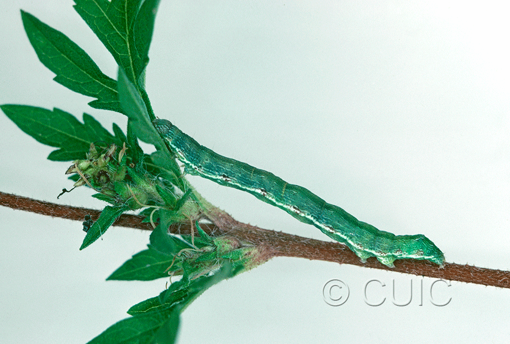 lateral view of larva Ponometia candefacta on Ambrosia in USA: NY