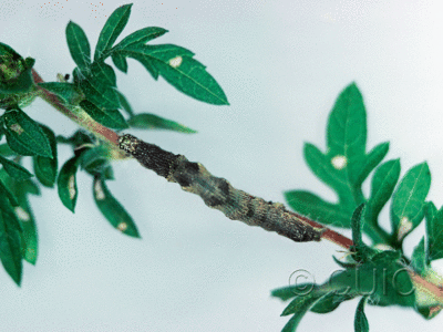 dorsal view of larva Ponometia erastrioides on Ambrosia in USA: NY