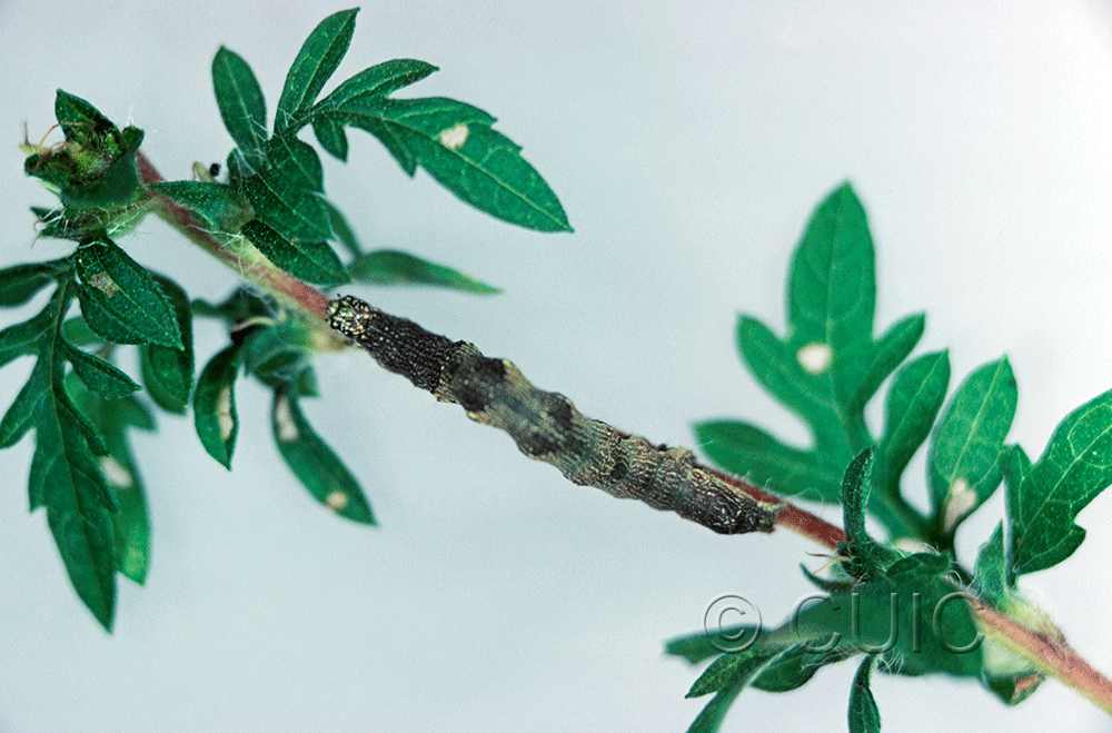 dorsal view of larva Ponometia erastrioides on Ambrosia in USA: NY