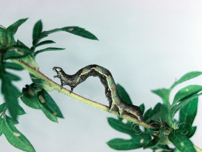 lateral view of larva Ponometia erastrioides on Ambrosia in USA: NY