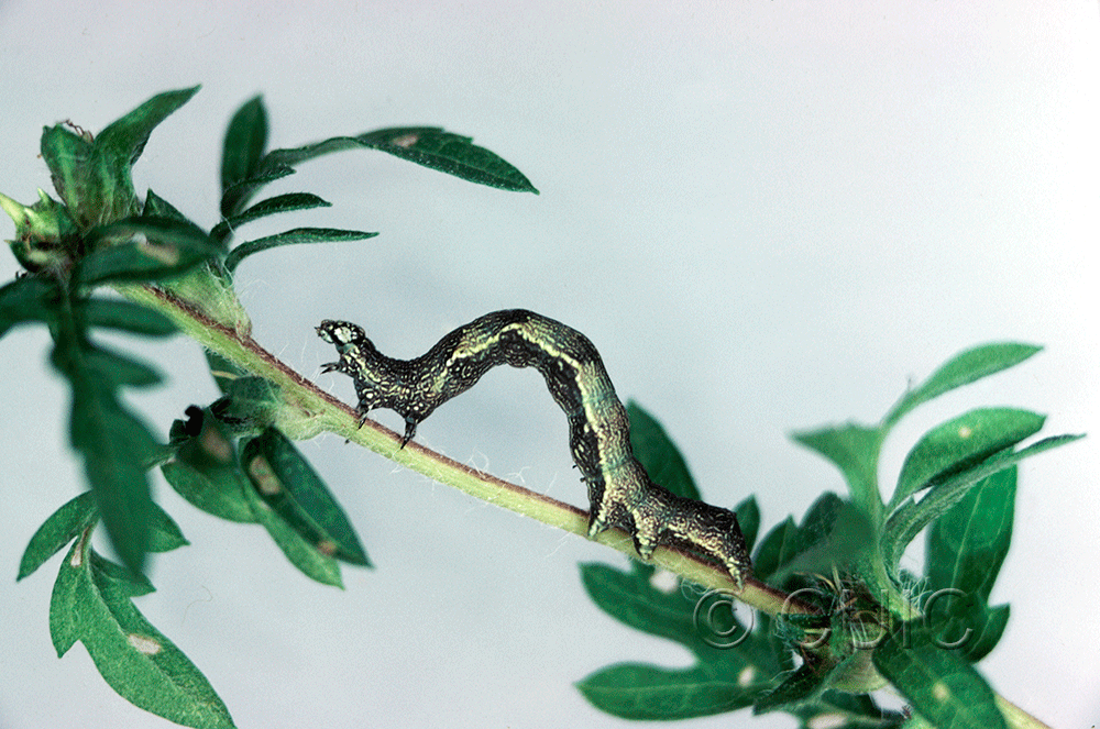 lateral view of larva Ponometia erastrioides on Ambrosia in USA: NY