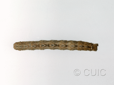 dorsal view of larva Prionomelia spododea on Robinia neomexicana in USA: AZ