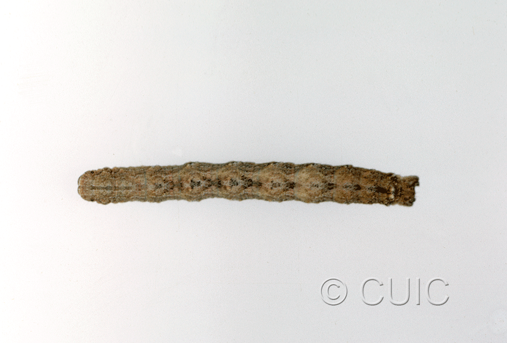 dorsal view of larva Prionomelia spododea on Robinia neomexicana in USA: AZ