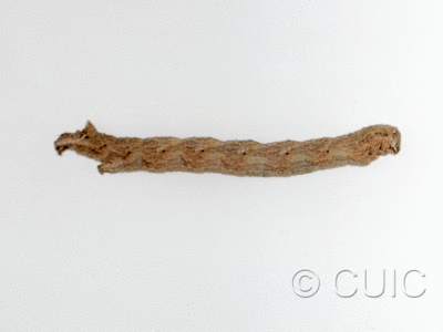 lateral view of larva Prionomelia spododea on Robinia neomexicana in USA: AZ