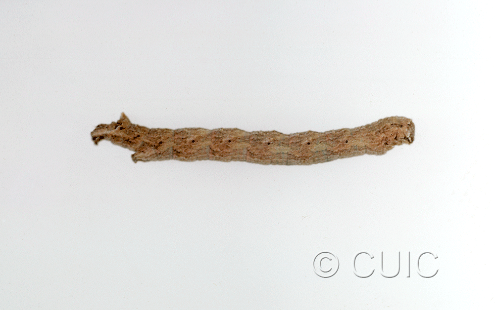 lateral view of larva Prionomelia spododea on Robinia neomexicana in USA: AZ