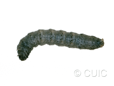 dorsal view of larva Protorthodes on Taraxacum in USA: MT