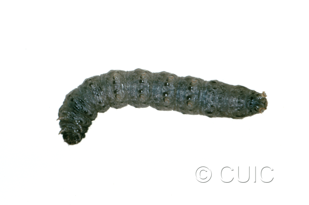 dorsal view of larva Protorthodes on Taraxacum in USA: MT