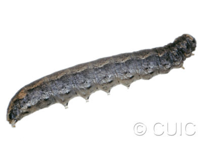 lateral view of larva Protorthodes on Taraxacum in USA: MT