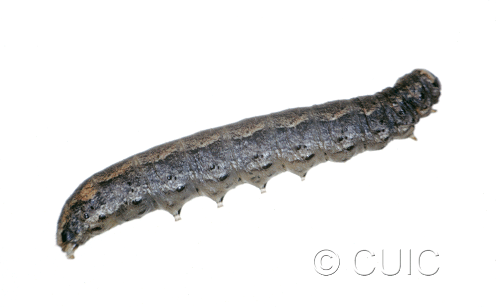 lateral view of larva Protorthodes on Taraxacum in USA: MT