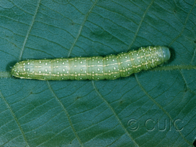 dorsal view of larva Psaphida electilis on Caryae ovata in USA: NY