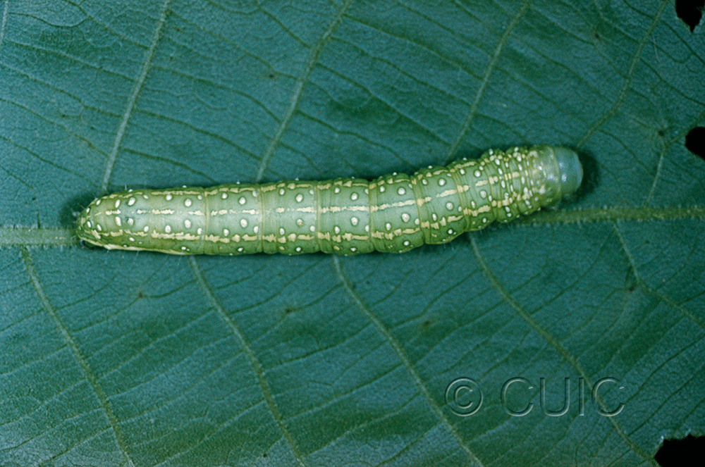 dorsal view of larva Psaphida electilis on Caryae ovata in USA: NY