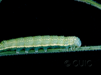 lateral view of larva Psaphida electilis on Caryae ovata in USA: NY