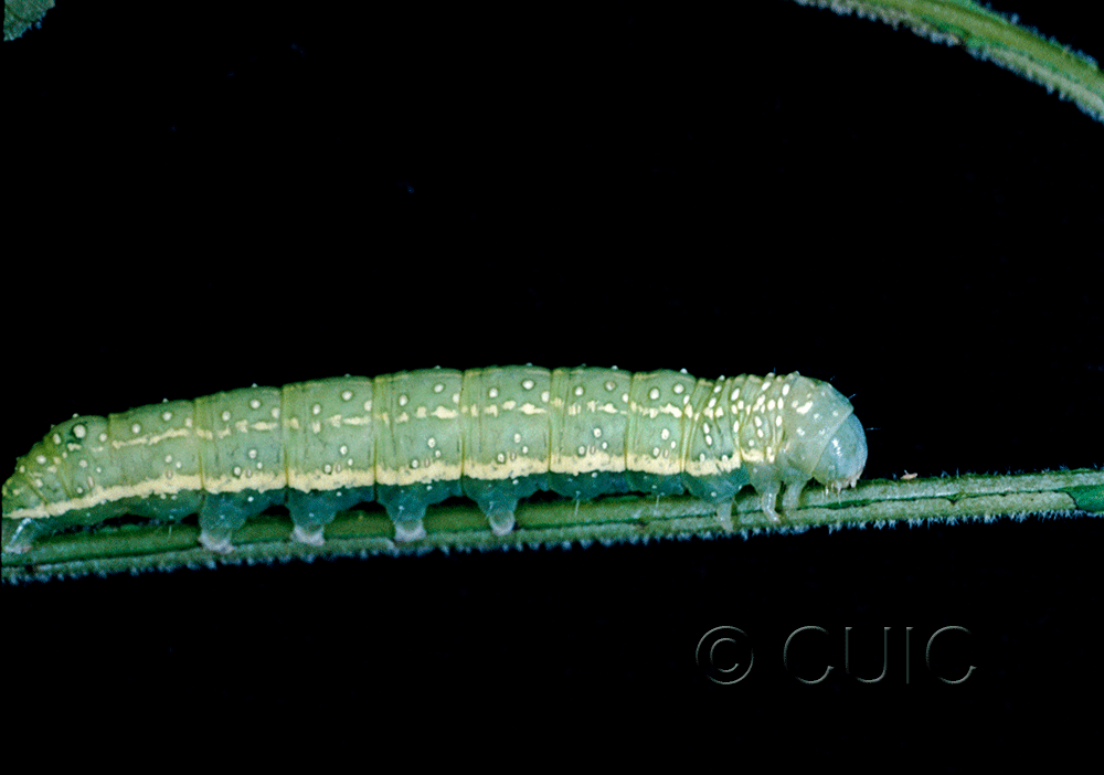 lateral view of larva Psaphida electilis on Caryae ovata in USA: NY