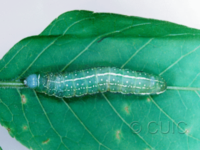 dorsal view of larva Psaphida grandis on Quercus in USA: PA