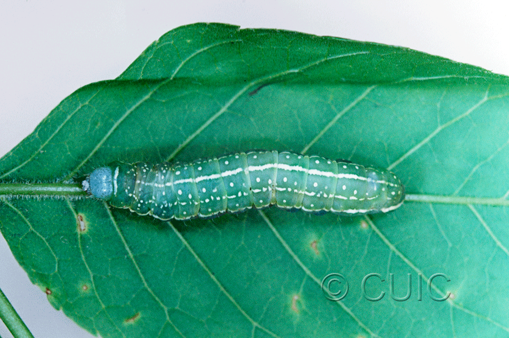dorsal view of larva Psaphida grandis on Quercus in USA: PA
