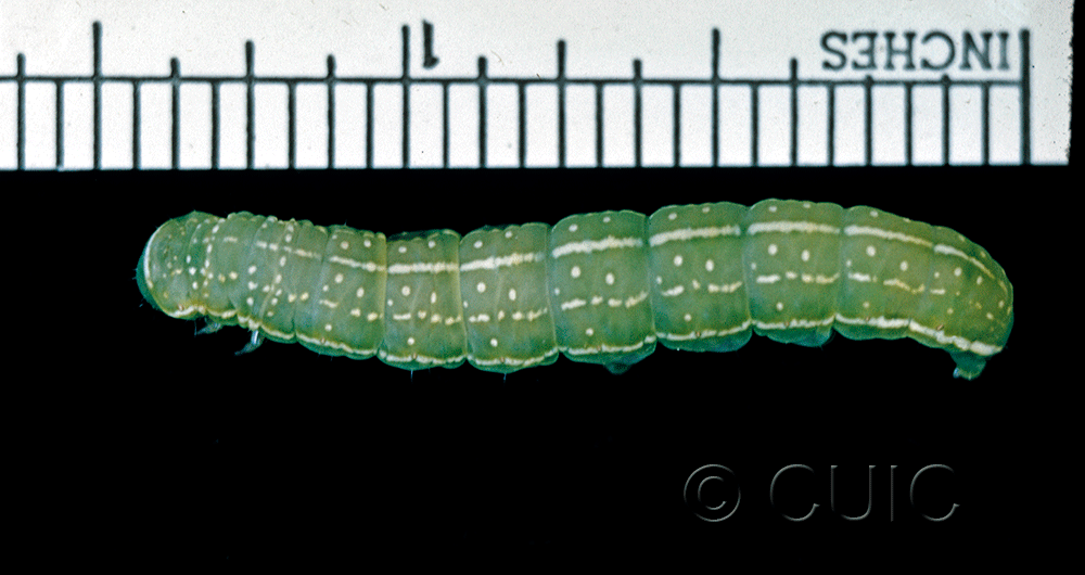 dorsal view of larva Psaphida grotei