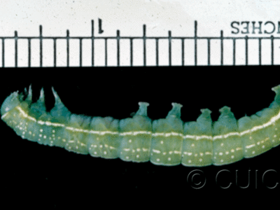 lateral view of larva Psaphida grotei