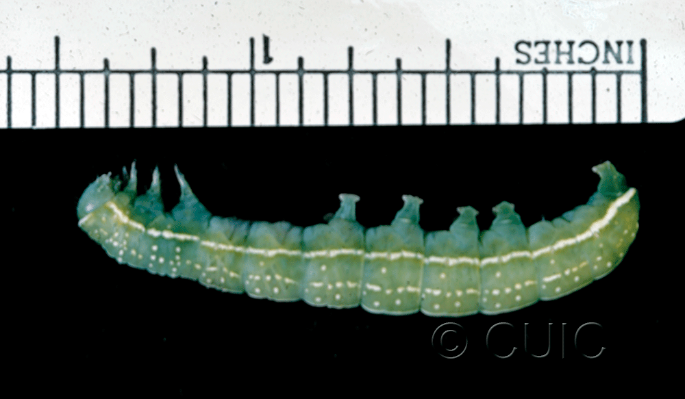 lateral view of larva Psaphida grotei
