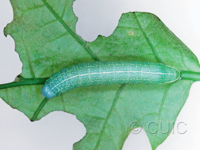 dorsal view of larva Psaphida resumens on Quercus in USA: PA