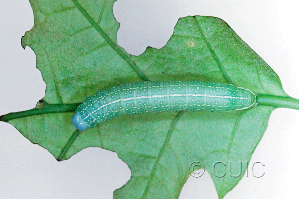 dorsal view of larva Psaphida resumens on Quercus in USA: PA