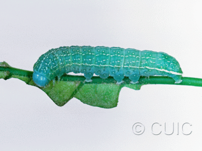 lateral view of larva Psaphida resumens on Quercus in USA: PA