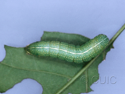 dorsal view of larva Psaphida resumens on Quercus in USA: NY