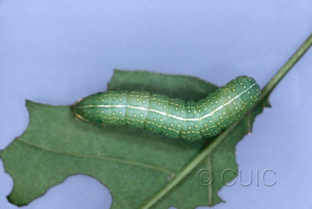 dorsal view of larva Psaphida resumens on Quercus in USA: NY