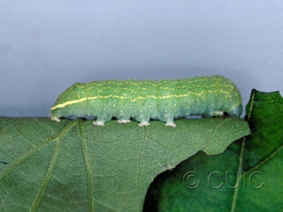 lateral view of larva Psaphida resumens on Quercus in USA: NY