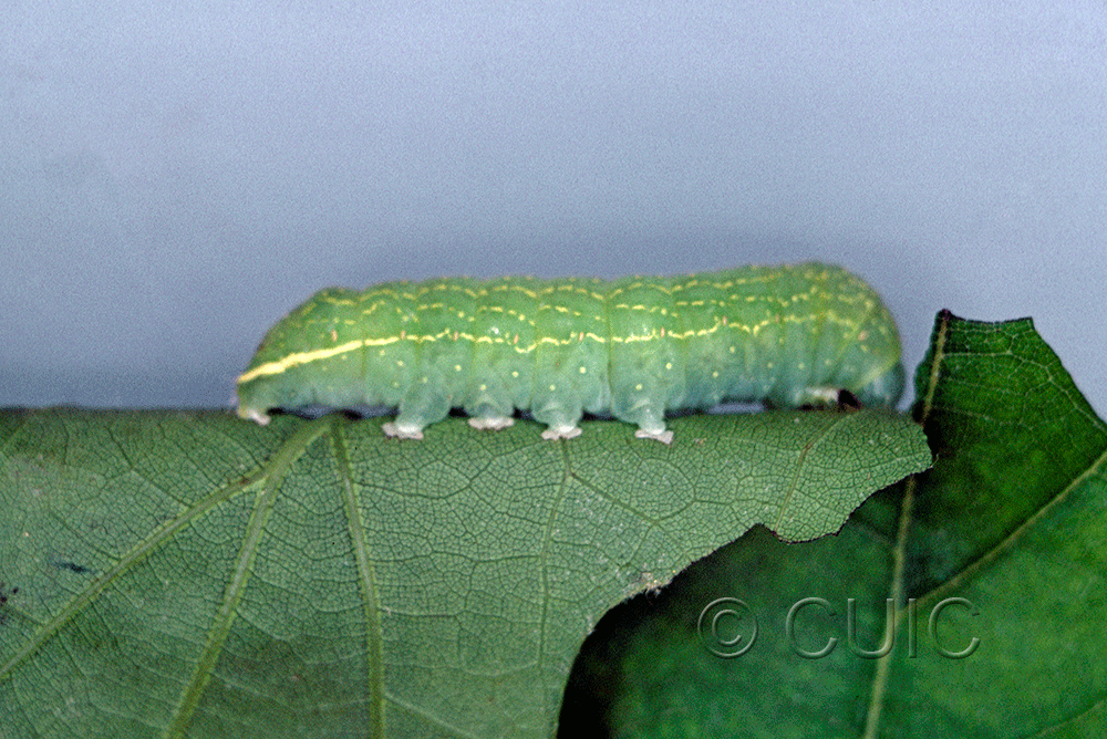 lateral view of larva Psaphida resumens on Quercus in USA: NY