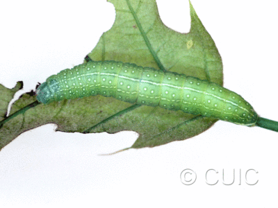 dorsal view of larva Psaphida rolandi on Quercus in USA: NY