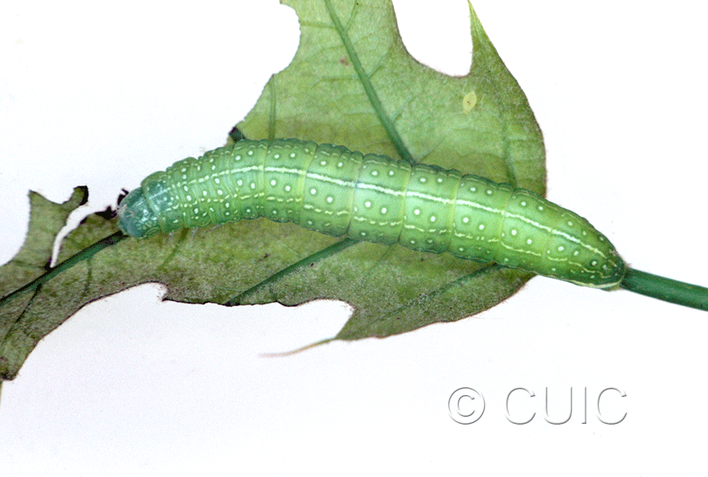 dorsal view of larva Psaphida rolandi on Quercus in USA: NY