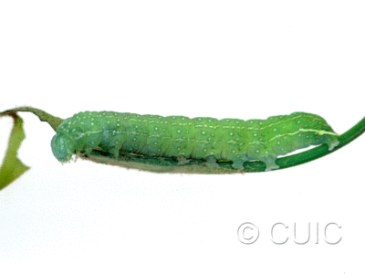 lateral view of larva Psaphida rolandi on Quercus in USA: NY
